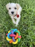 Red collar-girl , a female Miniature Schnauzer for sale in Longview, TX – 4 of 10