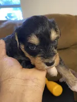 Black collar , a male Miniature Schnauzer for sale in Longview, TX – 6 of 10