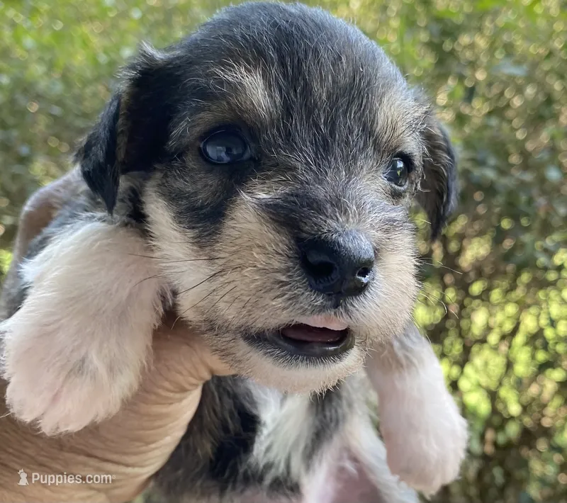 Blue Collar-Boy – Miniature Schnauzer puppy for sale in Longview, TX