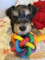 Silver collar Boy, a male Miniature Schnauzer for sale in Longview, TX – 5 of 10