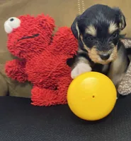Black collar , a male Miniature Schnauzer for sale in Longview, TX – 4 of 10