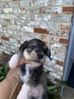 Blue Collar-Boy, a male Miniature Schnauzer for sale in Longview, TX – 3 of 10