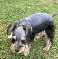 Miko, a male Miniature Schnauzer for sale in Longview, TX – 7 of 10