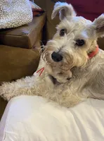 Red collar, a female Miniature Schnauzer for sale in Longview, TX – 3 of 6
