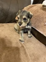 Pink collar , a female Miniature Schnauzer for sale in Longview, TX – 4 of 4