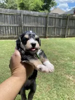 Green Collar-Girl , a female Miniature Schnauzer for sale in Longview, TX – 2 of 9