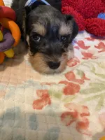 Silver collar Boy, a male Miniature Schnauzer for sale in Longview, TX – 9 of 10