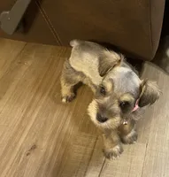 Pink collar-Girl , a female Miniature Schnauzer for sale in Longview, TX – 4 of 10