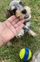 Miko, a male Miniature Schnauzer for sale in Longview, TX – 6 of 10