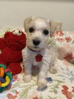 Red collar-girl , a female Miniature Schnauzer for sale in Longview, TX – 8 of 10