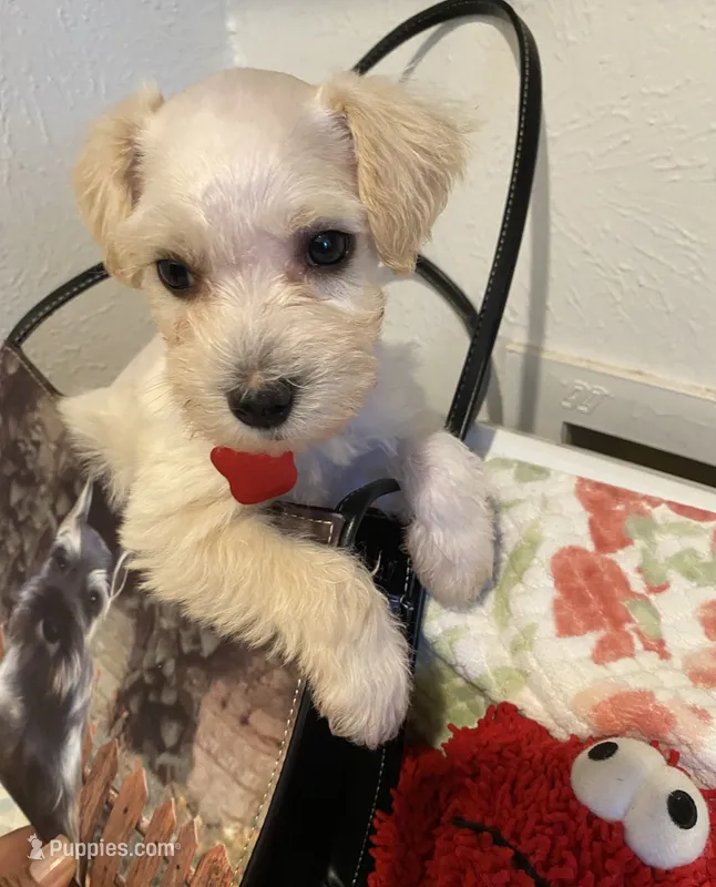 Red collar-girl  – Miniature Schnauzer puppy for sale in Longview, TX