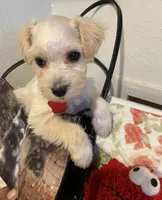 Red collar-girl , a female Miniature Schnauzer for sale in Longview, TX – 1 of 10