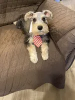 Miko, a male Miniature Schnauzer for sale in Longview, TX – 8 of 9