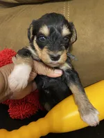 Black collar , a male Miniature Schnauzer for sale in Longview, TX – 8 of 10