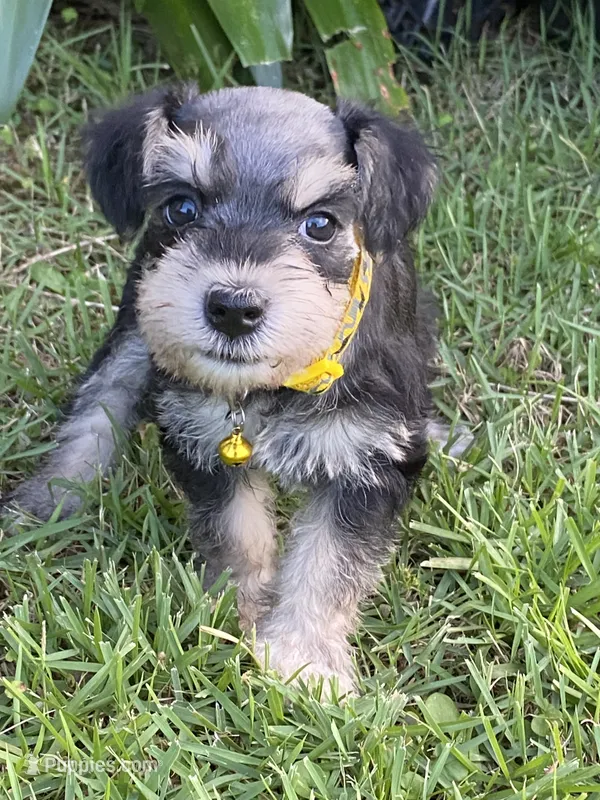 Yellow Collar-Girl – Miniature Schnauzer puppy for sale in Longview, TX