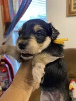 Yellow Collar-Girl, a female Miniature Schnauzer for sale in Longview, TX – 4 of 8