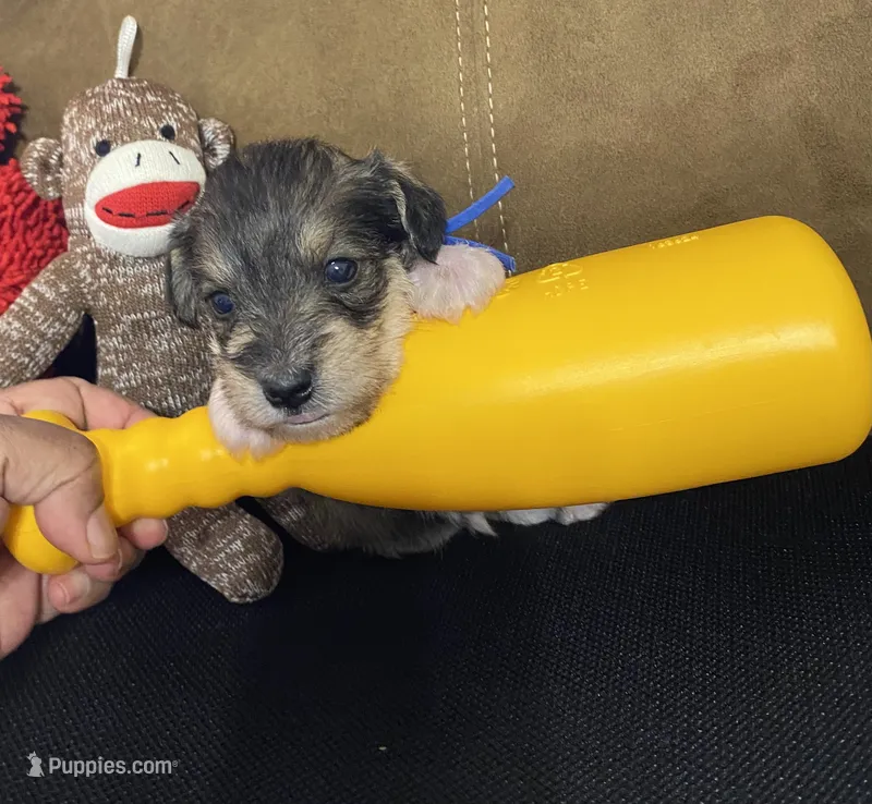 Blue Collar-Boy – Miniature Schnauzer puppy for sale in Longview, TX