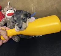 Blue Collar-Boy, a male Miniature Schnauzer for sale in Longview, TX – 5 of 10