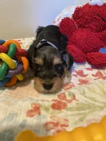 Silver collar Boy, a male Miniature Schnauzer for sale in Longview, TX – 7 of 10
