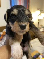 Black collar , a male Miniature Schnauzer for sale in Longview, TX – 3 of 10