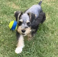 Miko, a male Miniature Schnauzer for sale in Longview, TX – 5 of 10