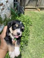 Green Collar-Girl , a female Miniature Schnauzer for sale in Longview, TX – 8 of 9