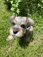 Pink collar-Girl , a female Miniature Schnauzer for sale in Longview, TX – 10 of 10
