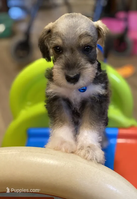 Blue Collar-Boy – Miniature Schnauzer puppy for sale in Longview, TX