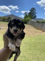 Green Collar-Girl , a female Miniature Schnauzer for sale in Longview, TX – 4 of 9