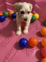 Red collar-girl , a female Miniature Schnauzer for sale in Longview, TX – 7 of 10