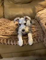 Miko, a male Miniature Schnauzer for sale in Longview, TX – 4 of 9