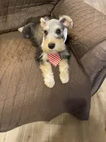Miko, a male Miniature Schnauzer for sale in Longview, TX – 1 of 9