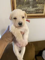 Red collar, a female Miniature Schnauzer for sale in Longview, TX – 4 of 6