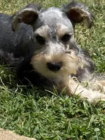 Miko, a male Miniature Schnauzer for sale in Longview, TX – 7 of 9