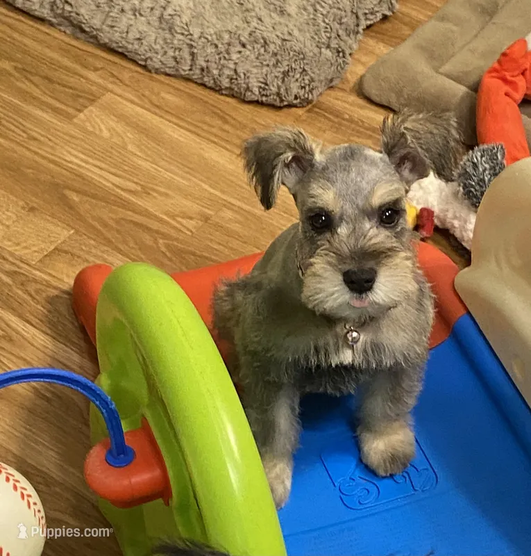 Pink collar-Girl  – Miniature Schnauzer puppy on hold in Longview, TX