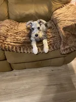 Miko, a male Miniature Schnauzer for sale in Longview, TX – 9 of 9