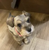 Pink collar-Girl , a female Miniature Schnauzer for sale in Longview, TX – 6 of 10