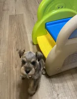 Pink collar-Girl , a female Miniature Schnauzer for sale in Longview, TX – 5 of 10