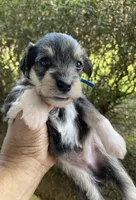 Blue Collar-Boy, a male Miniature Schnauzer for sale in Longview, TX – 4 of 10