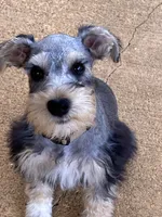 Miko, a male Miniature Schnauzer for sale in Longview, TX – 6 of 9