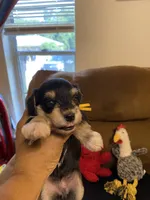 Yellow Collar-Girl, a female Miniature Schnauzer for sale in Longview, TX – 7 of 8