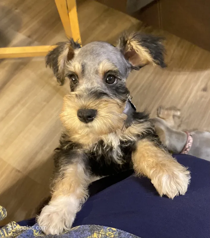 Miko – Miniature Schnauzer puppy for sale in Longview, TX