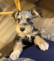 Miko, a male Miniature Schnauzer for sale in Longview, TX – 1 of 10