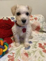 Red collar-girl , a female Miniature Schnauzer for sale in Longview, TX – 6 of 10