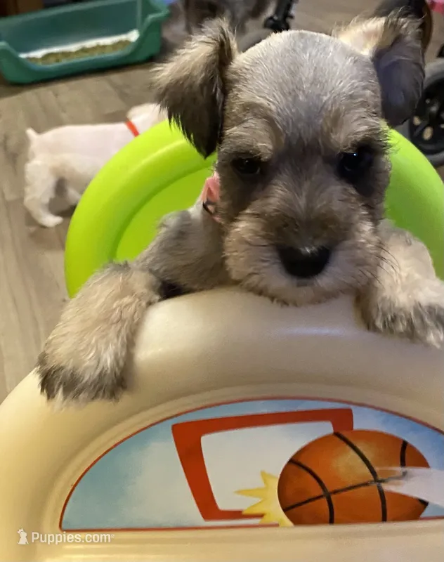 Pink collar  – Miniature Schnauzer puppy for sale in Longview, TX