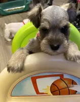 Pink collar-Girl , a female Miniature Schnauzer for sale in Longview, TX – 2 of 10