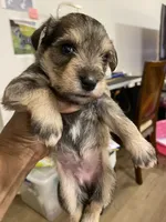 Pink collar , a female Miniature Schnauzer for sale in Longview, TX – 3 of 4