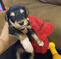 Black collar , a male Miniature Schnauzer for sale in Longview, TX – 10 of 10