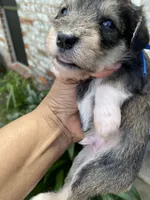 Blue Collar-Boy, a male Miniature Schnauzer for sale in Longview, TX – 10 of 10