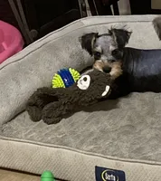 Miko, a male Miniature Schnauzer for sale in Longview, TX – 3 of 10